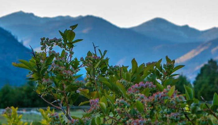 Blueberry leaf benefits shown through healthy blueberry leaves growing on a branch near the mountains