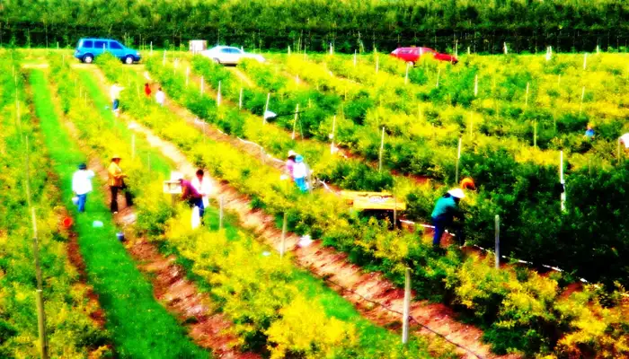 Early blueberry harvest with farm workers picking berries in the field