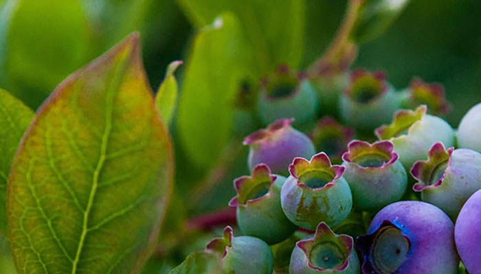 Fresh blueberry leaf benefits shown on healthy plants growing at Blueberry Hills