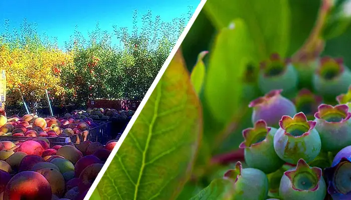 Transition from apple orchard to blueberry farming on the family land
