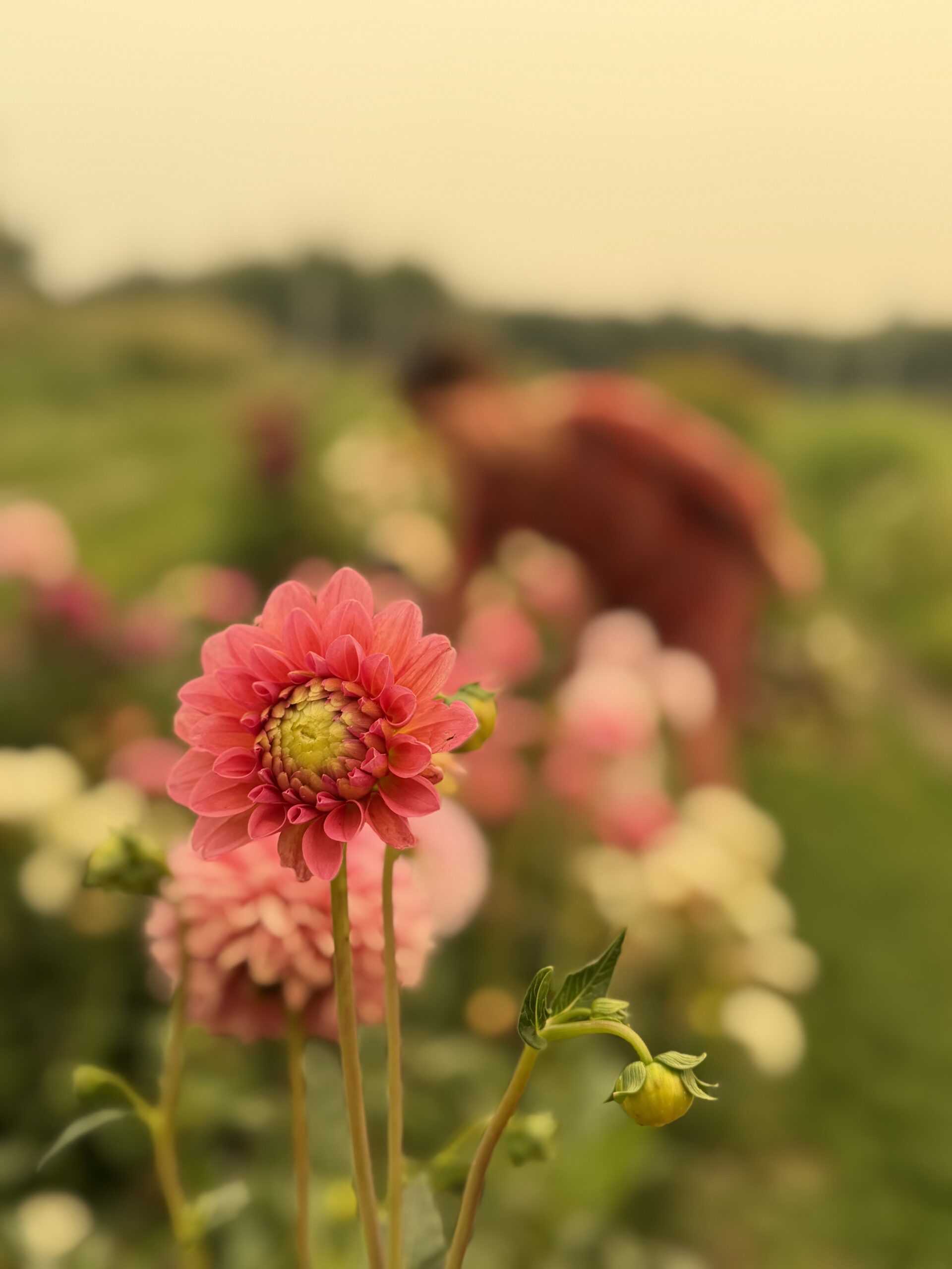 Blueberry Hills Flowers